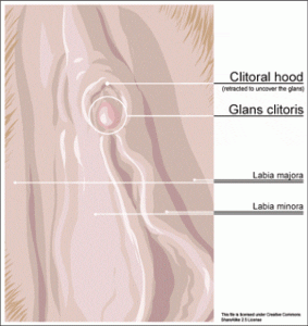 Clitoris Diagram